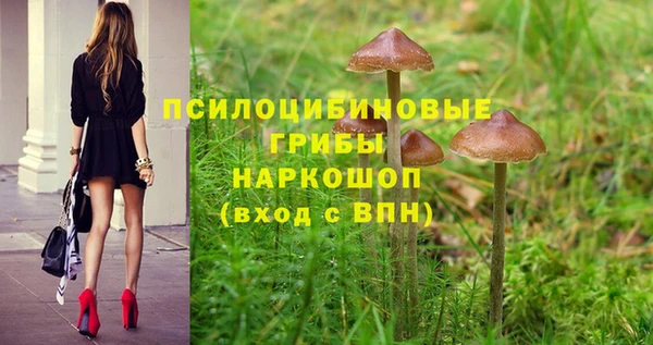 крисы Корсаков