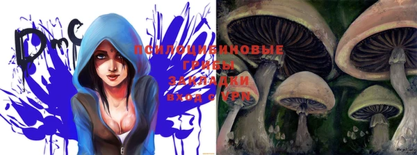 крисы Корсаков