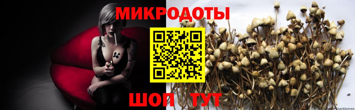 Элиста  Псилоцибиновые грибы Psilocybe  Вход с VPN 